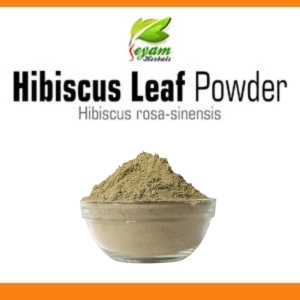 Hibiscus Leaf powder | semparuthi Leaf | Chemparutti-pova | Chemparati | Gurhal | Japaa Kusum