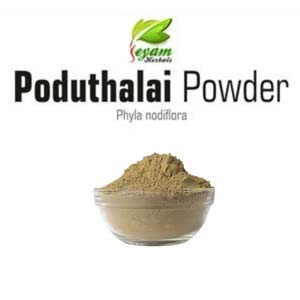 Poduthalai powder | Phyla Nodiflora| Turkey Tangle |Kattuttippali