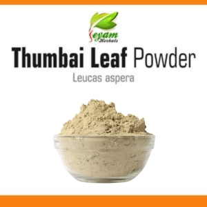 Thumbai leaf powder | thumbai ilai | chhota Halkusa | Tummachettu