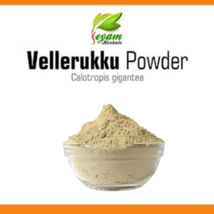 Vellarugu powder | Hissopifolia | Indian Whitehead | Chuvannaerikk